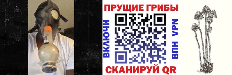 ОМГ ОМГ зеркало Фрязино Галлюциногенные грибы Psilocybe